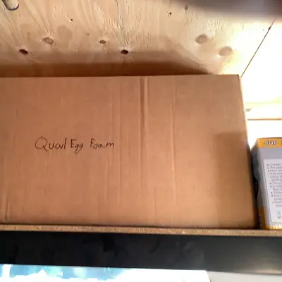 Quail egg shipping foam